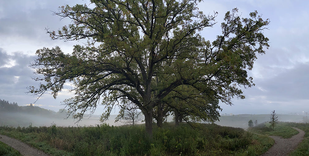 Bur oak on the Milwaukee County Grounds in Wauwatosa