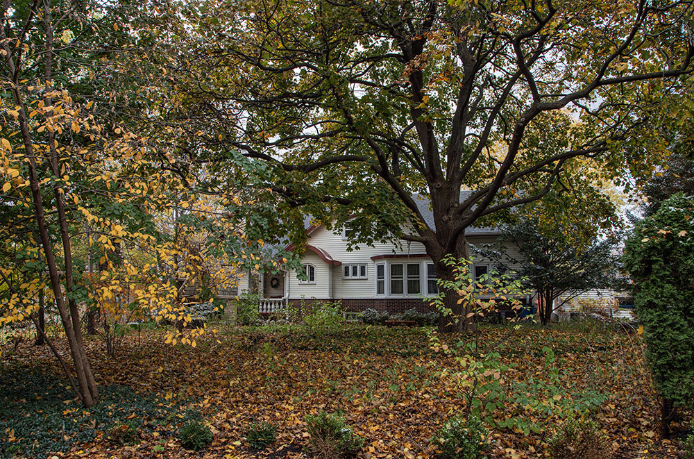 Consider reducing or replacing your lawn areas and plant them with native trees, shrubs, and wildflowers. Leaves can be left in place as natural mulch that also enriches the soil. This is my front yard in Wauwatosa. (Natural yards that qualify, like mine, can be certified as Wildlife Habitats by the National Wildlife Federation.)