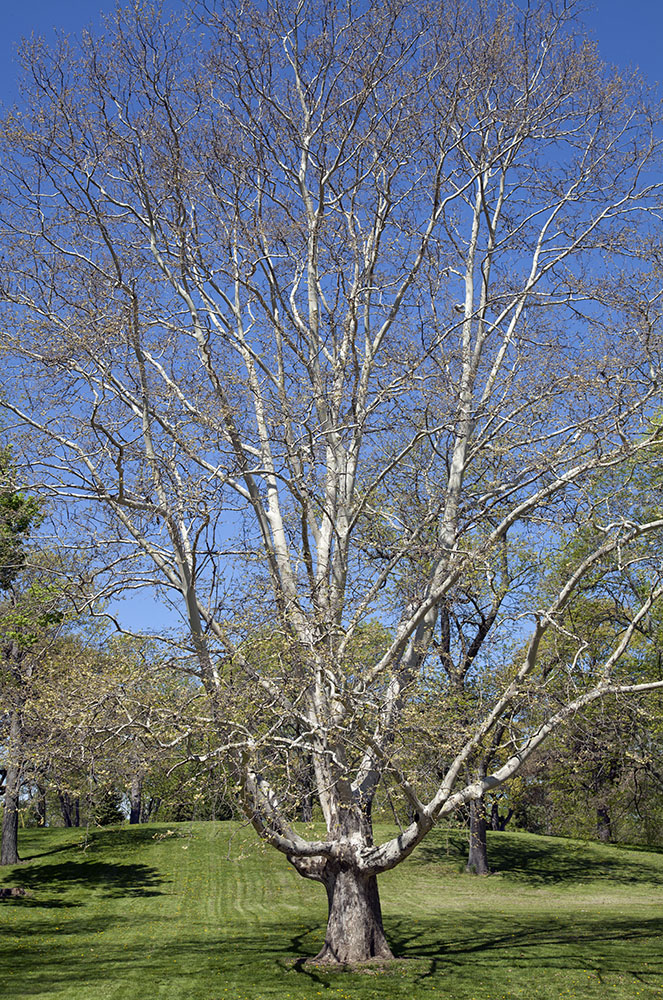 This London plane tree is a "Champion," which is a DNR designation indicating it is the largest of its species in Wisconsin. Kern Park, Milwaukee.