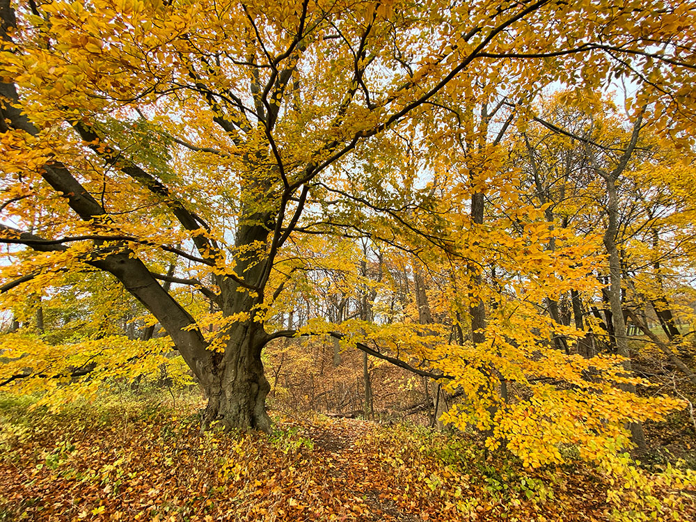 American beech in autumn. Lake Park, Milwaukee.