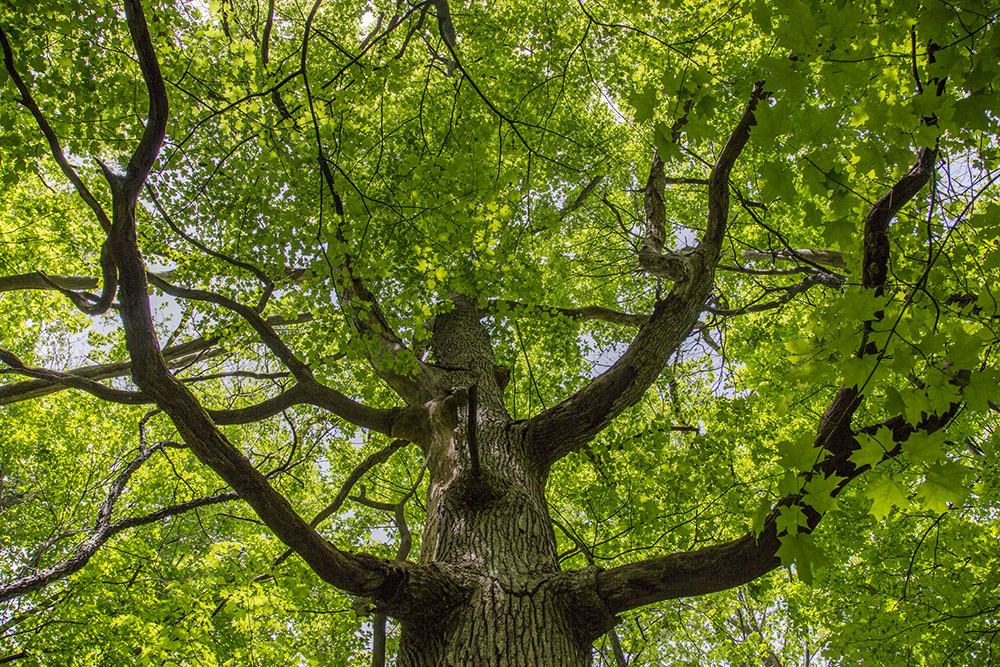 Canopy view of large maple. Mangan Woods, Franklin.