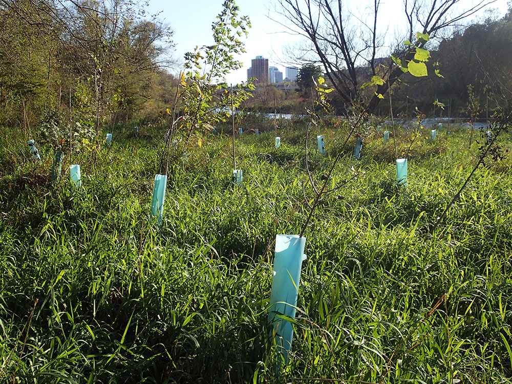 Seedlings in the Milwaukee River Greenway, Milwaukee.