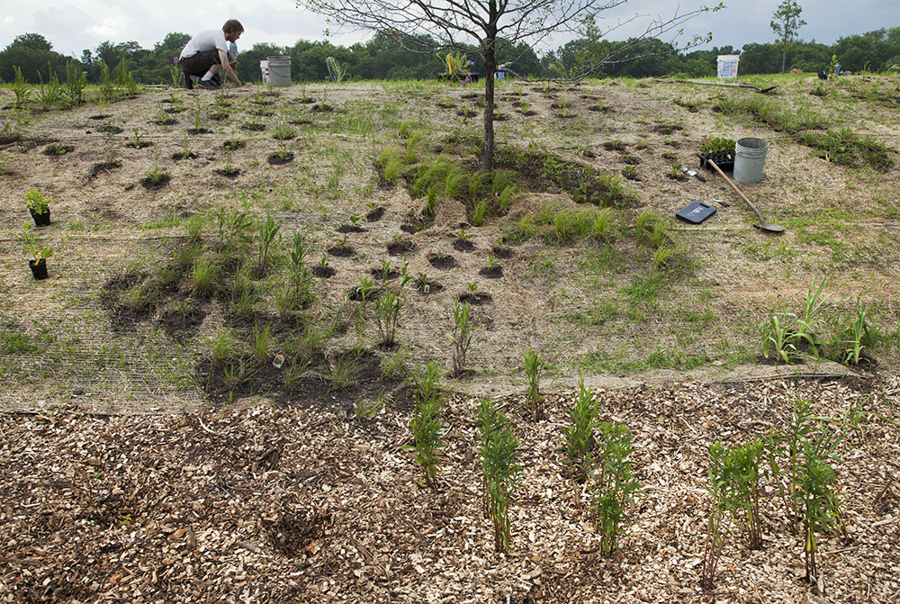 Seedlings and shrubs being planted in the brand-new Milwaukee Rotary Centennial Arboretum, next to Riverside Park in the Milwaukee River Greenway. 2013.