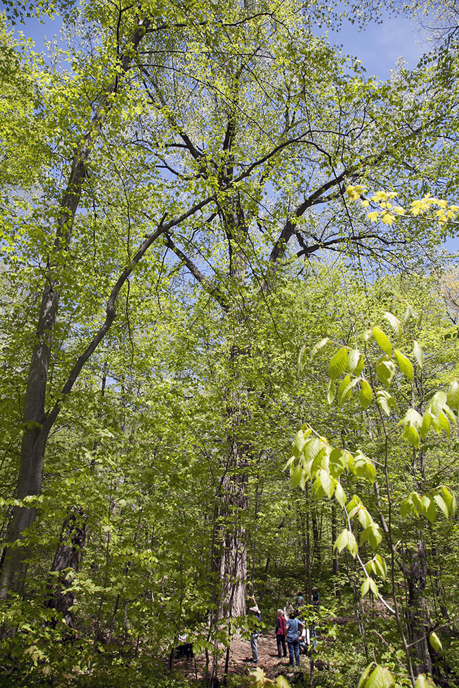 This cottonwood, dwarfing the visitors on the ground next to it, is just one of several giant trees in Seminary Woods, St Francis.