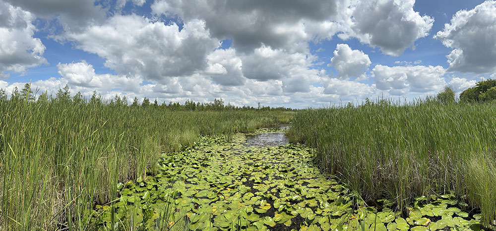 Panorama of the Cedarburg Bog