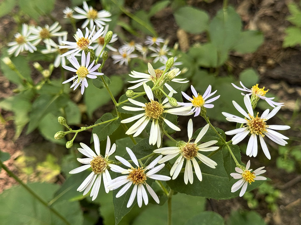 Broad-leaf asters in bloom in the woodland atop the caverns.