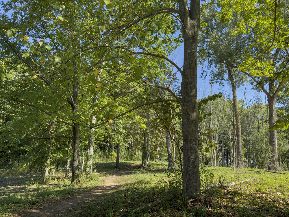 A section of Highland Woods recently cleared of invasive buckthorn.