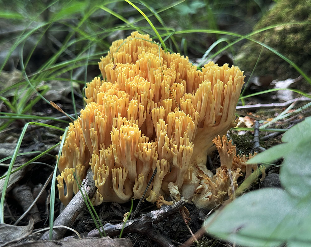 Coral fungi.