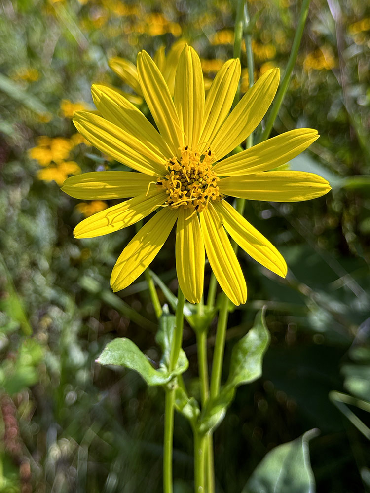 Cup plant flower, another summer bloom.