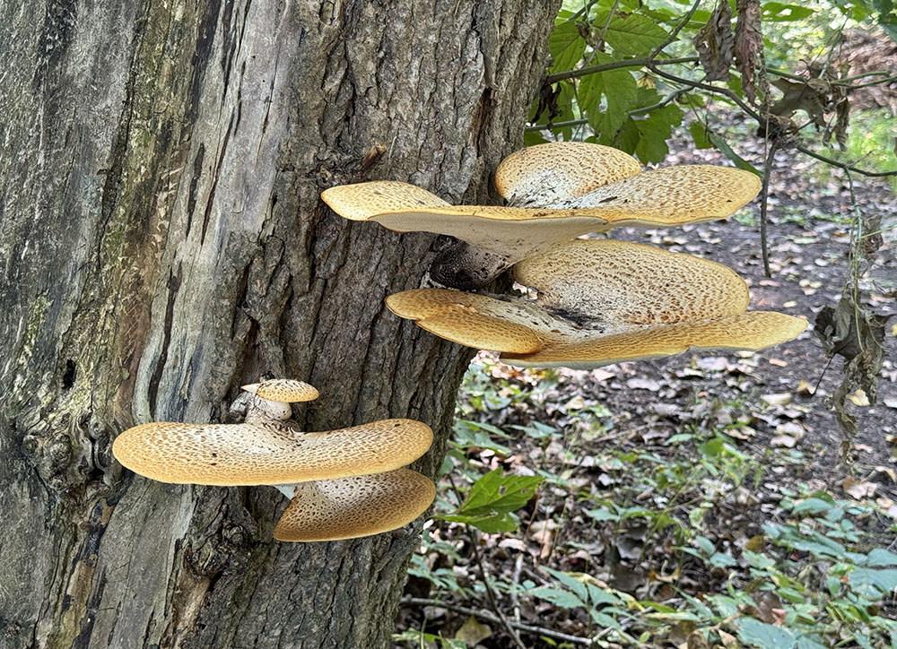 Dryad's saddle mushrooms on a tree along a woodland trail.