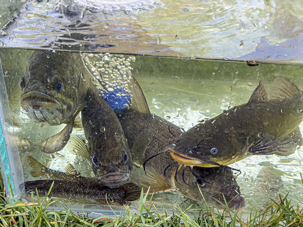 Top, left to right: Largemouth Bass, Rock Bass, White Sucker, Black Bullhead. Bottom left: Central Mudminnow.