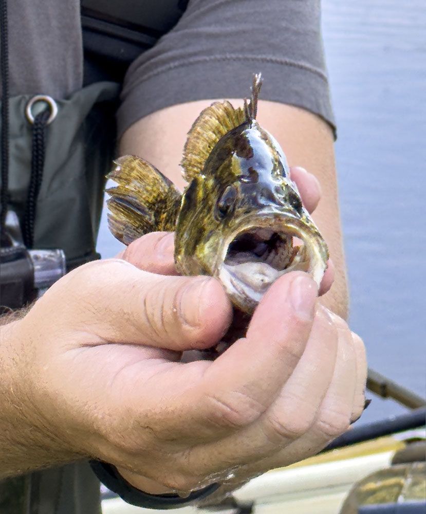 The rock bass has a hinged mouth that is synchronized with it's gills allowing through a powerful flow of water, which helps to draw in prey.