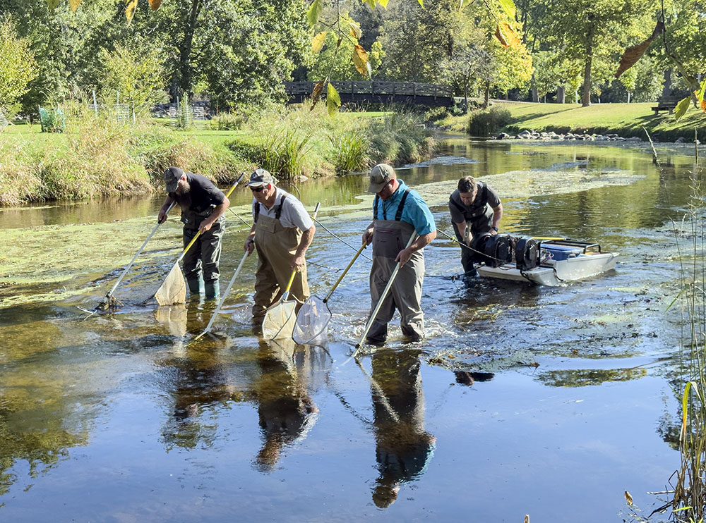 Electrofishing in action.