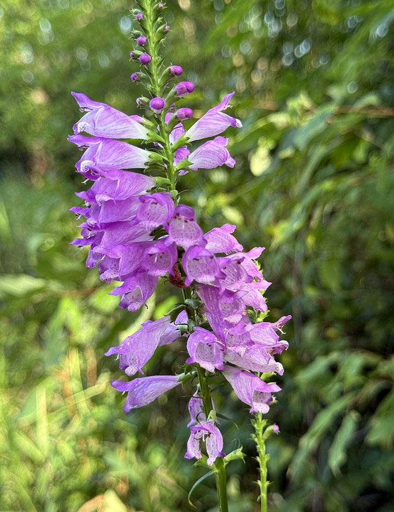 Obedient plant in bloom in summer.