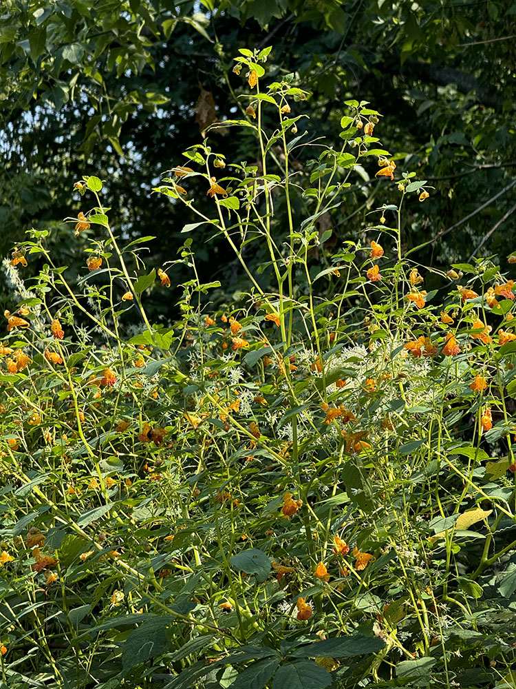 A tall patch of jewelweed, a summer bloomer.