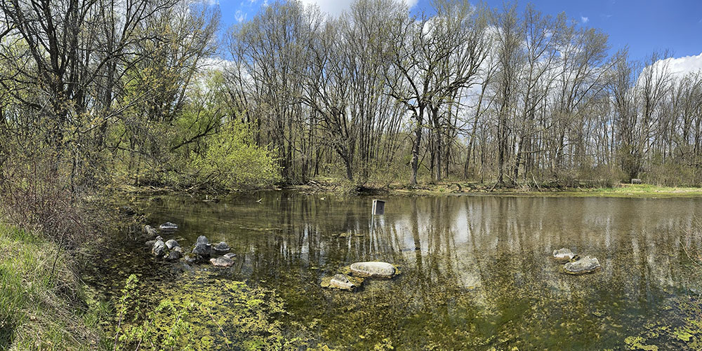 Panoramic view of the pond in spring.