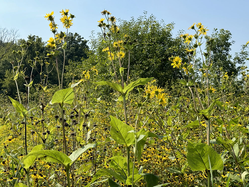 Splendor of a meadow in summer!