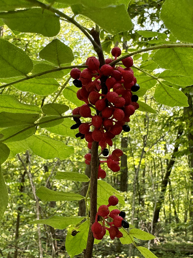 Prickly ash berries.