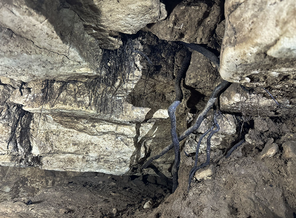 Roots descending through the cave ceiling.