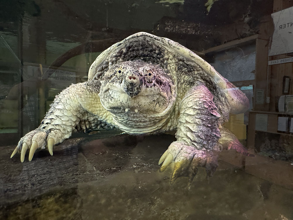 Snappy the snapper in one of the education center's display tanks.