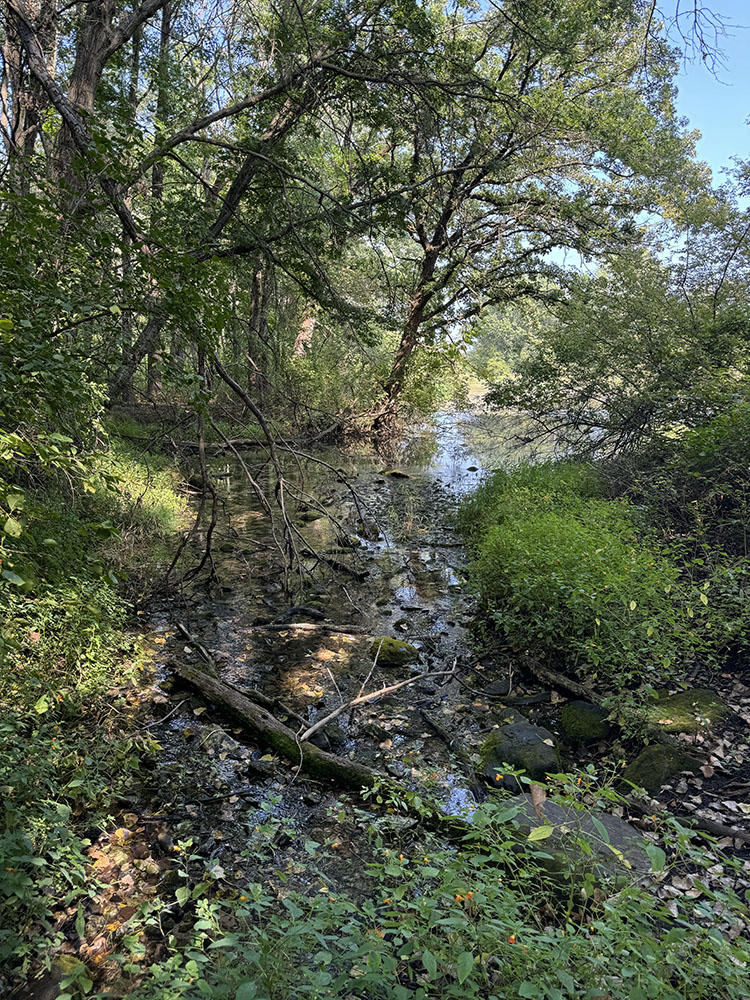 A spring feeds the pond in summer.