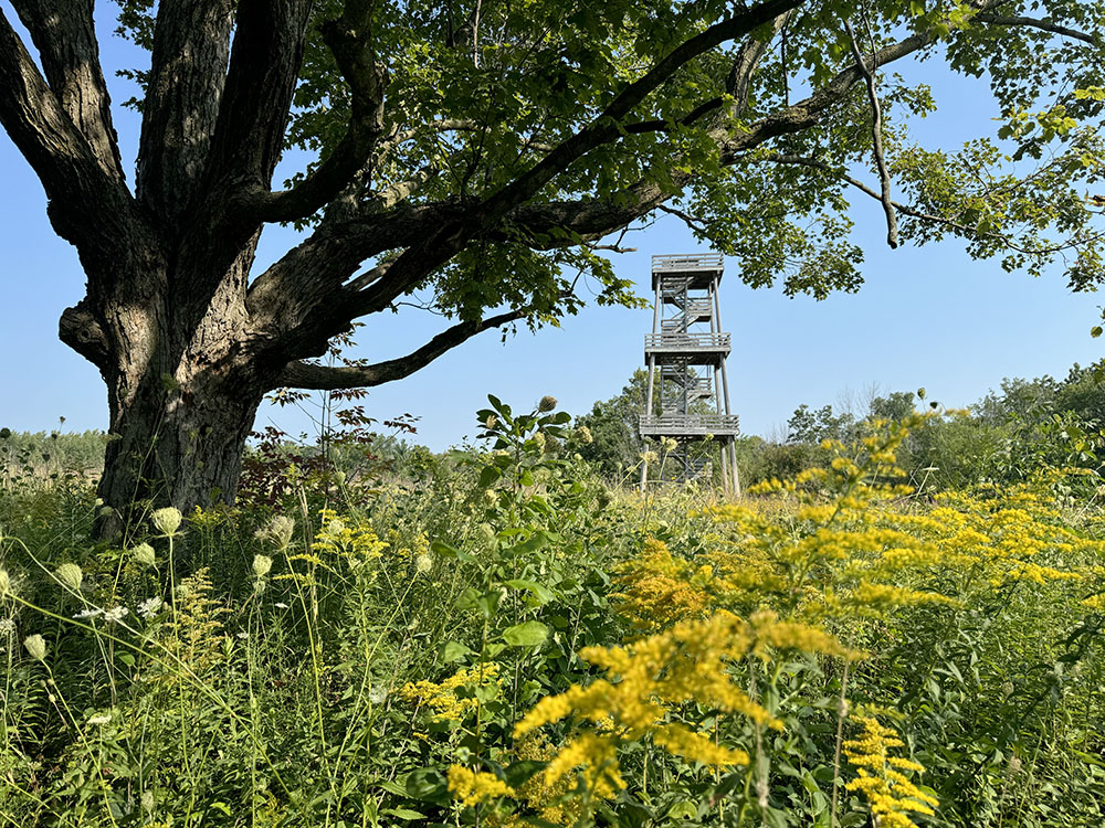 The observation tower through the trees.