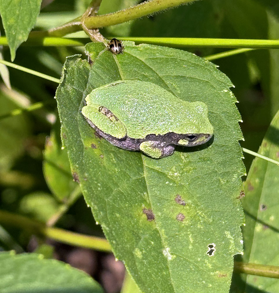 A tree frog (and a tiny beetle).