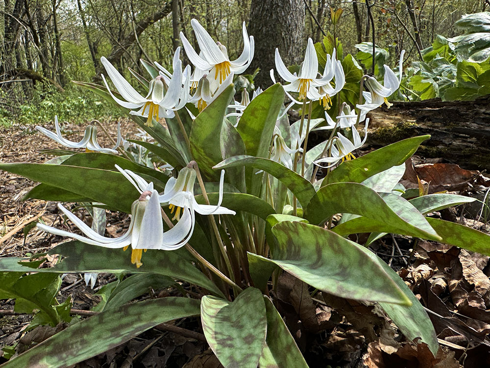 Worm's-eye view of trout lilies, a spring ephemeral, which were in bloom all over the mounds themselves, as well as along the trail as you see here.