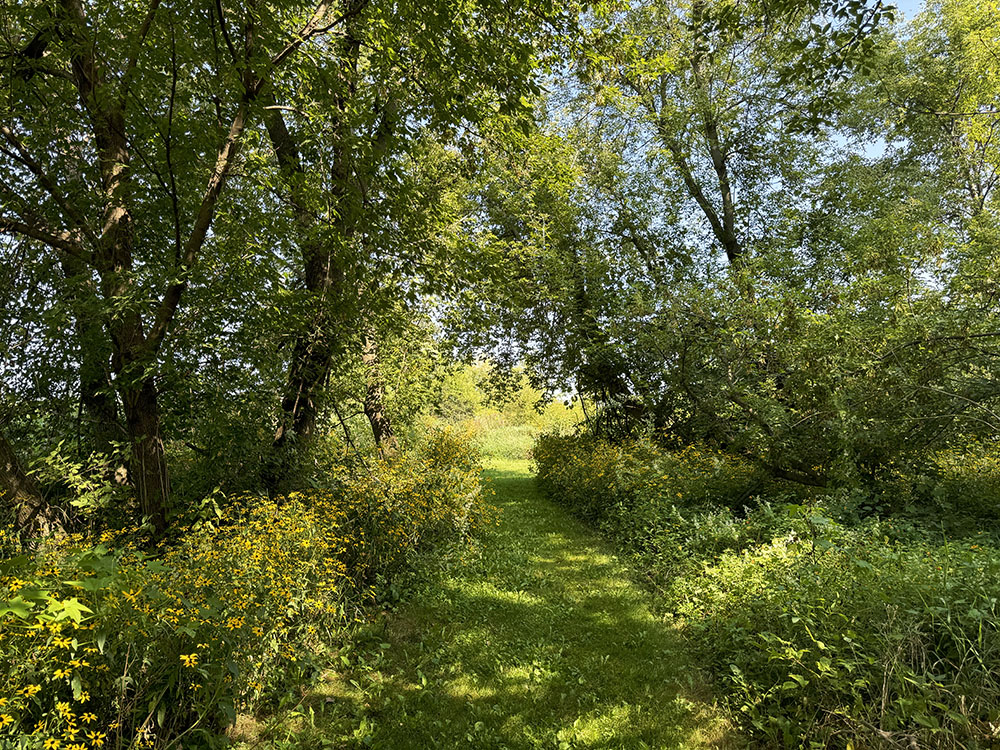 A trail lined with wildflowers leading into an open meadow.