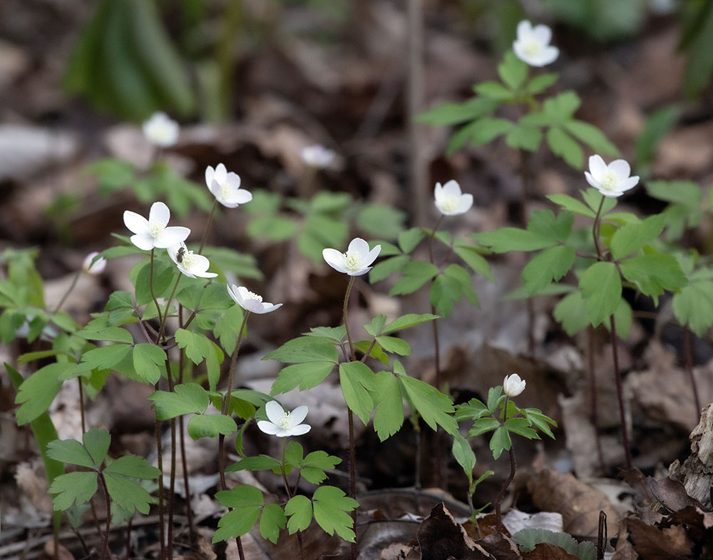 Wood anemones, a humble spring flower.