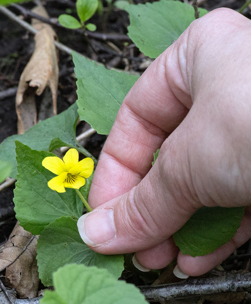 Tiny but dramatic, a yellow violet.