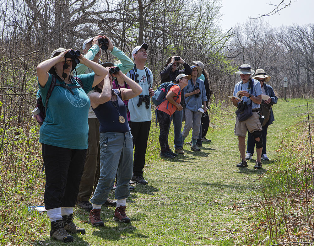 Birders in action on a spring migratory season outing.