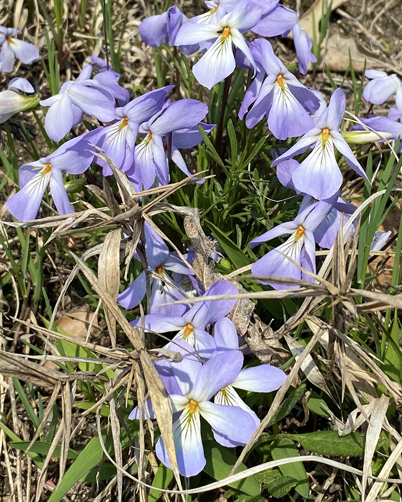 Bird's-foot violets in bloom.