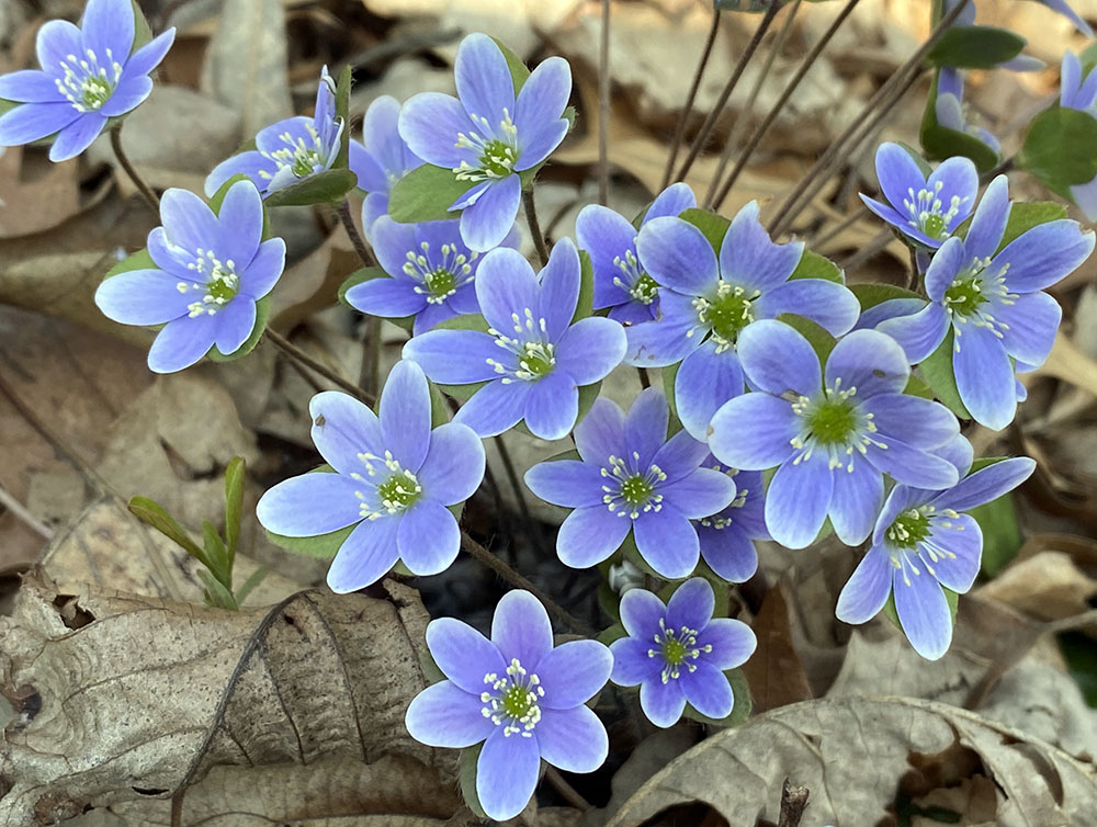 Blue hepatica, an early spring bloomer.