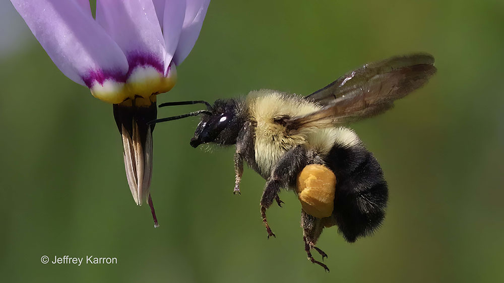 Bumblebee visiting a shooting star flower.