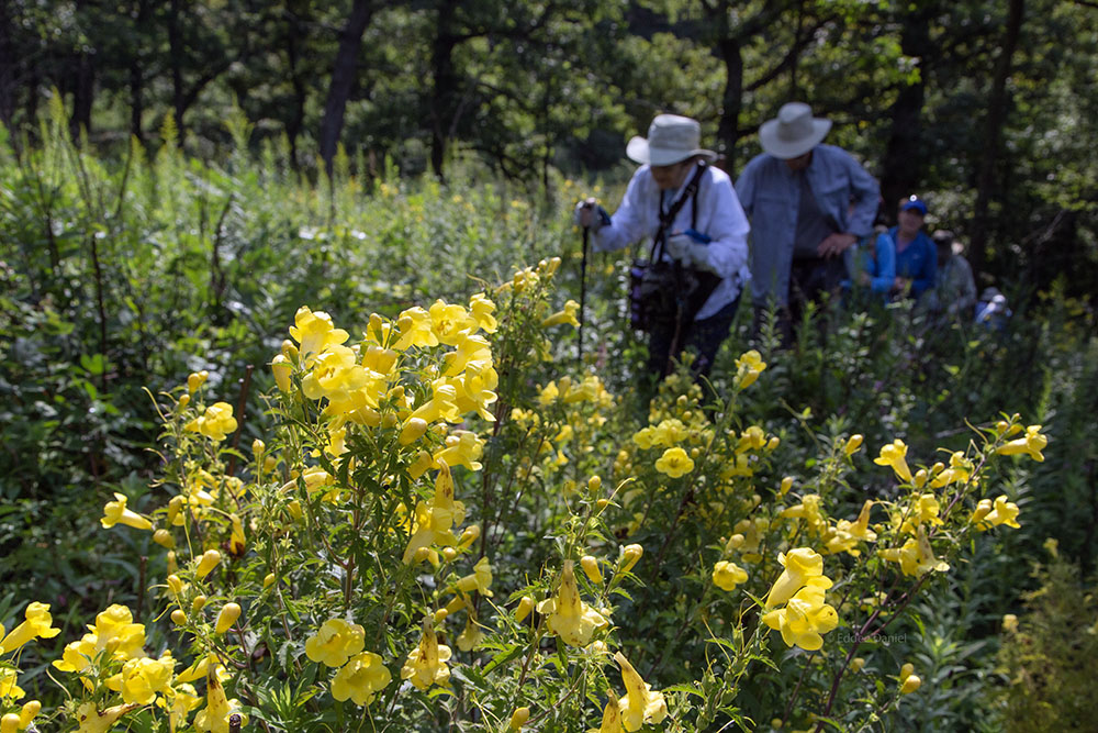 A patch of foxglove in bloom.