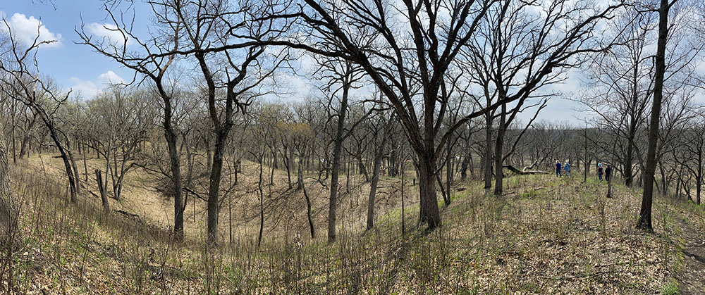 Oak Savanna and glacial topography at Lulu Lake State Natural Area