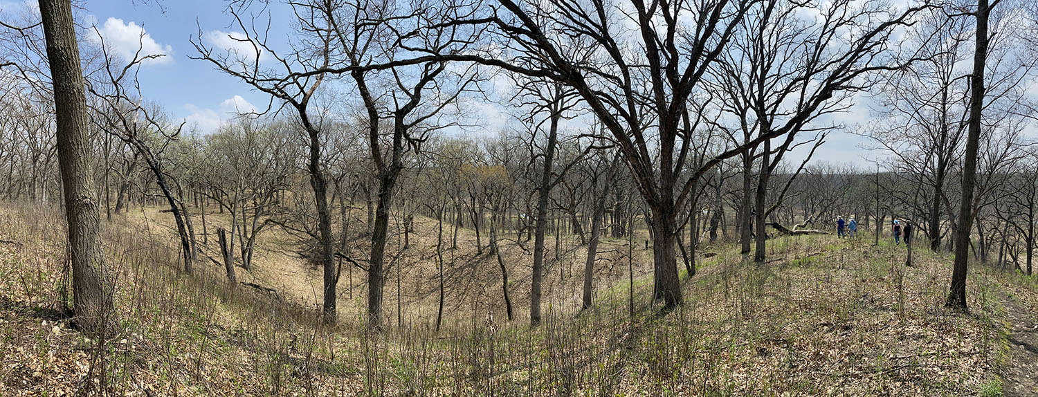 Oak savanna panorama