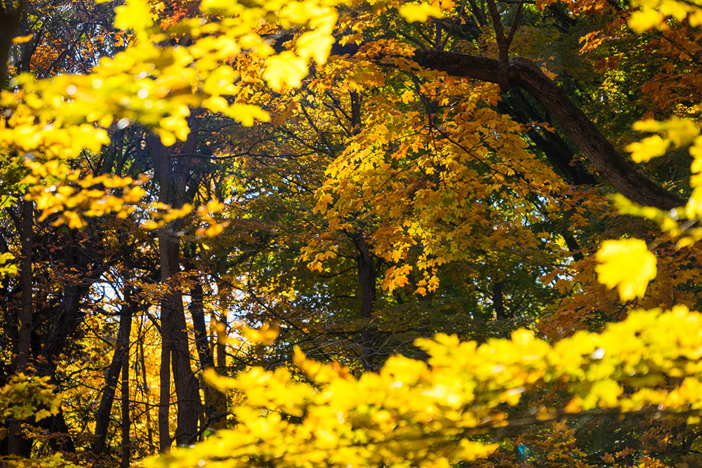 Golden Leaves. KG