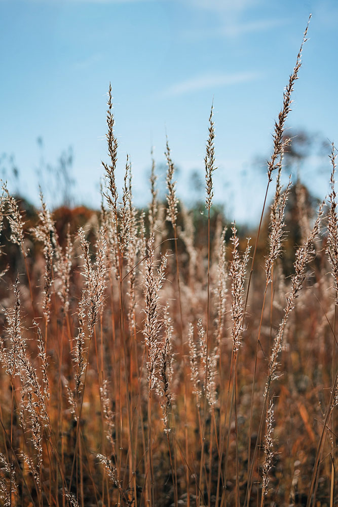 Prairie Grasses. KG