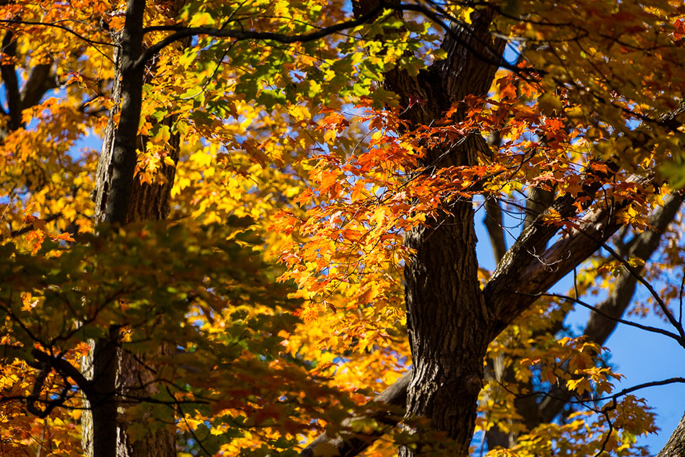 Trees in Autumn. KG