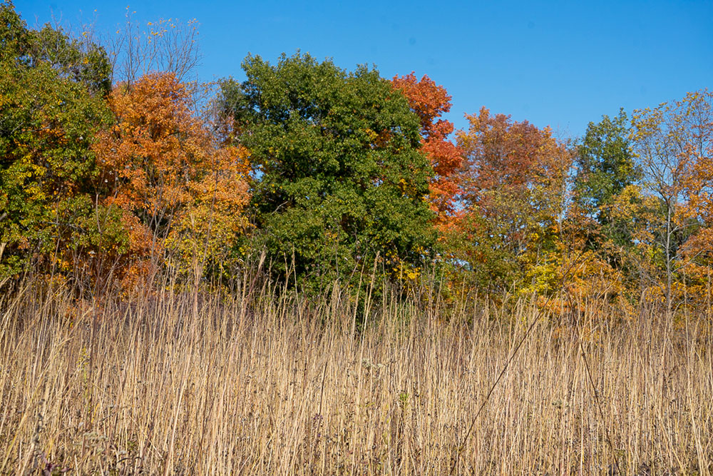 A Variety of Fall Colors. KG