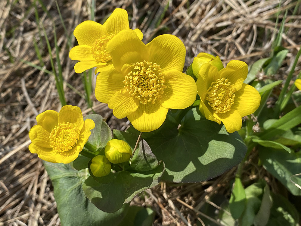 A bouquet of marsh marigold blossoms.