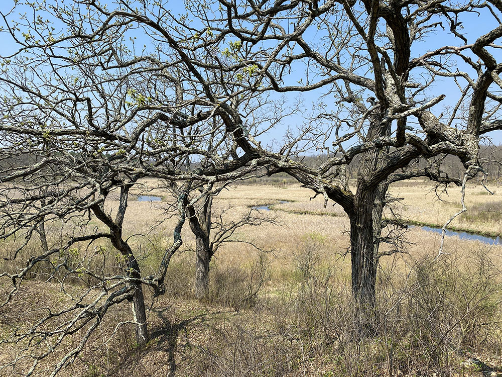 The Mukwonago River through a tangle of gnarly oaks.