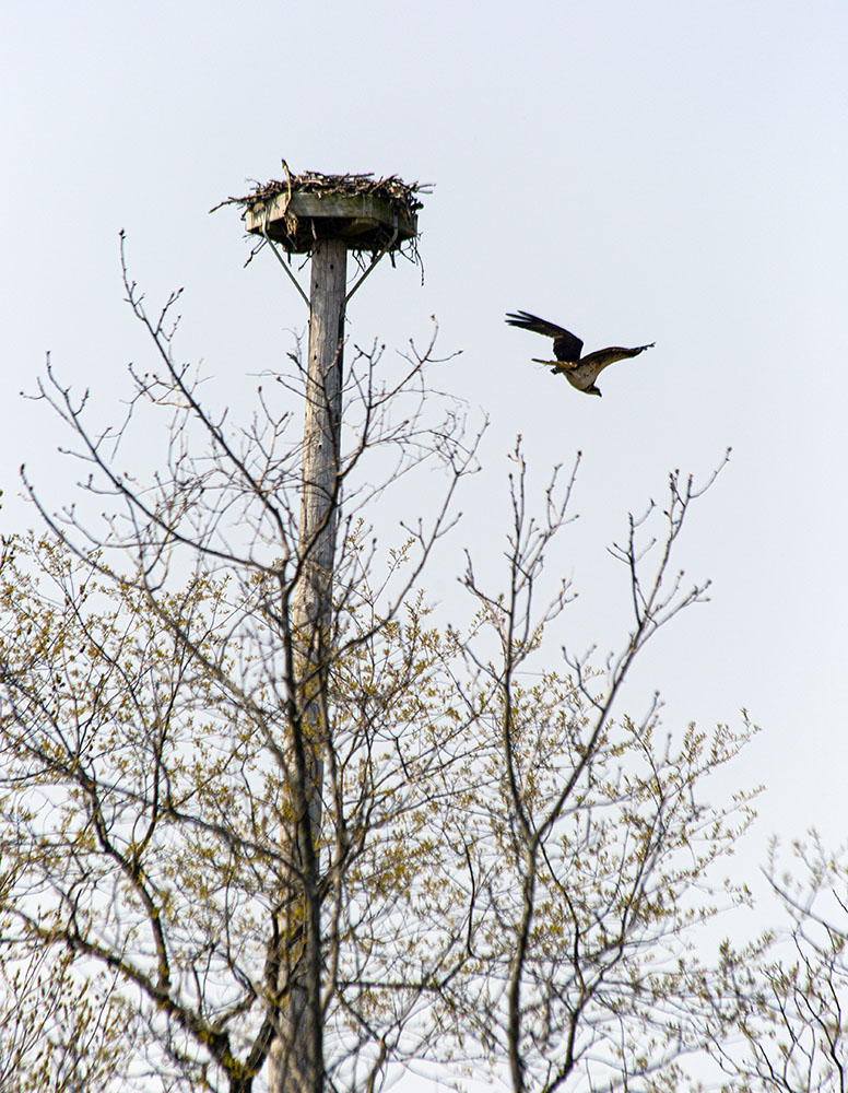 Osprey leaving a nest box.