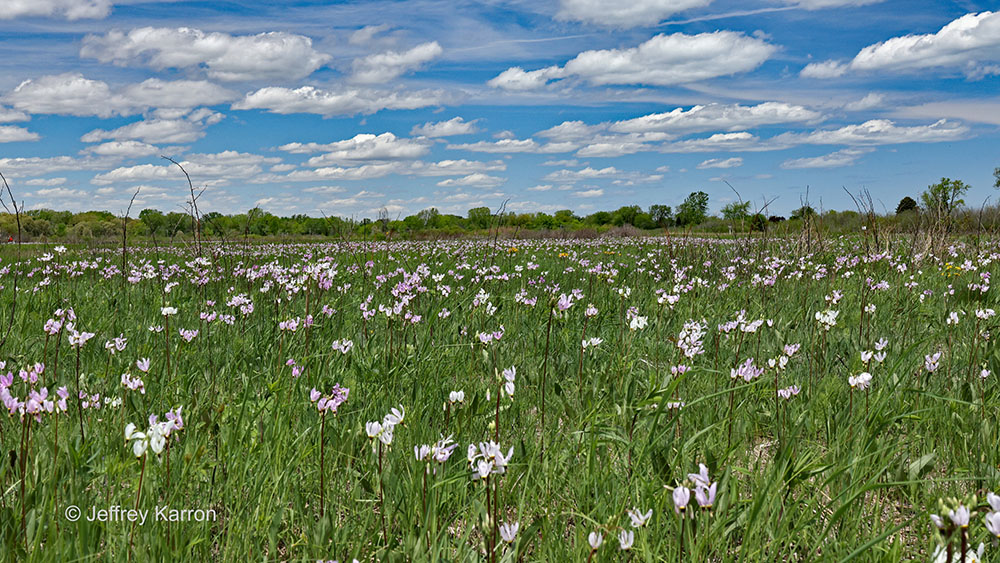 Shooting star plants in peak bloom at Chiwaukee Prairie.