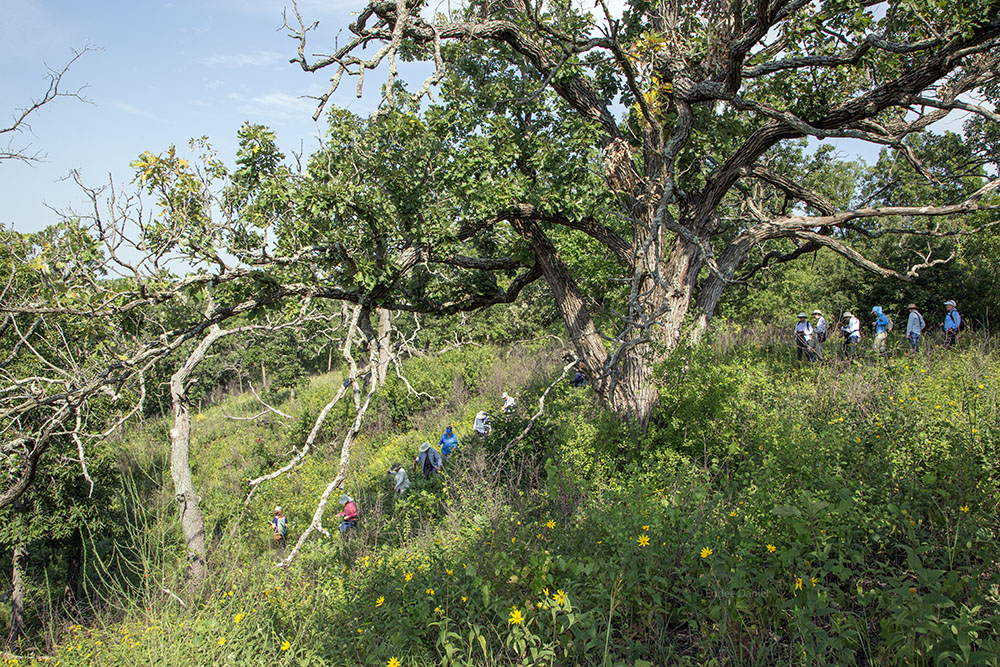 Group hiking down a steep slope in an oak savanna.