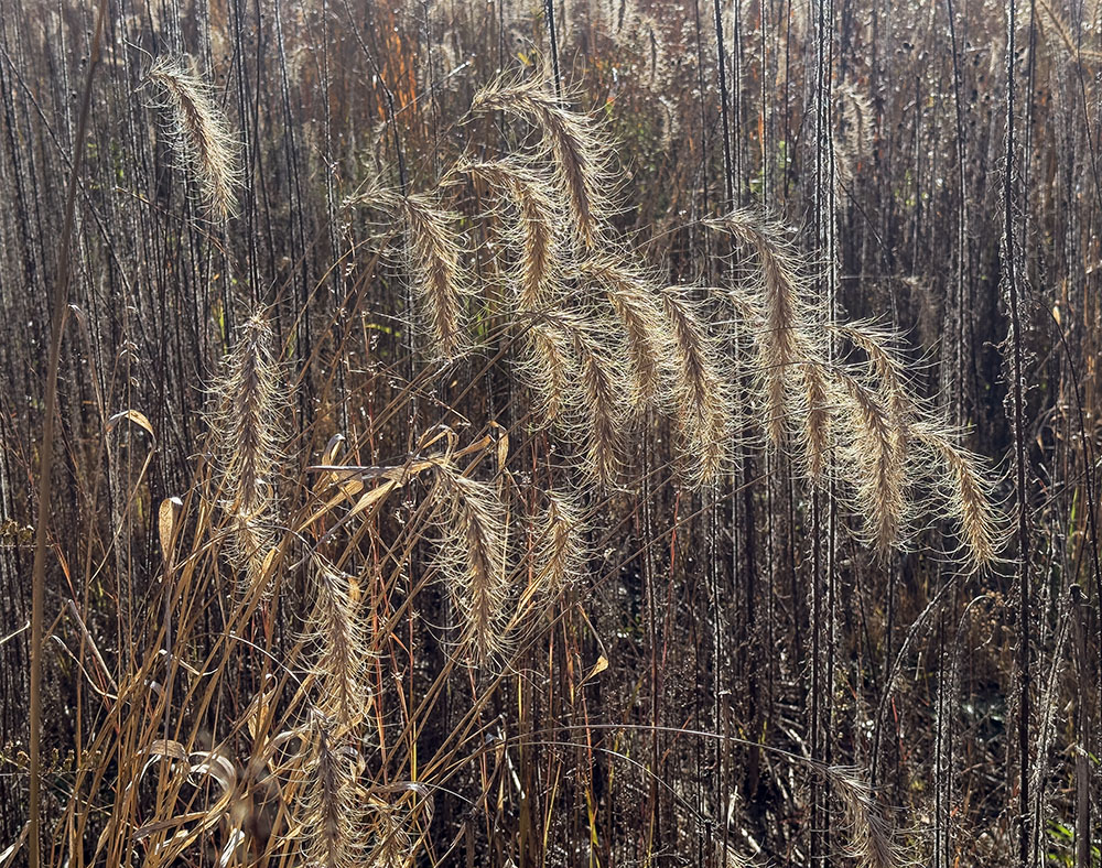 Wild rye grasses dance in the breeze in a section of restored prairie.