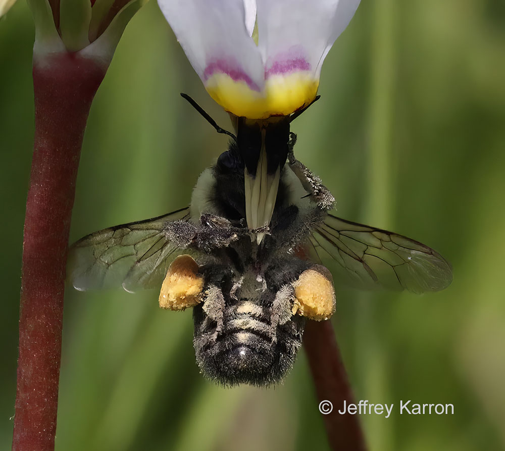 Shooting star pollen coats the underside of the bee.