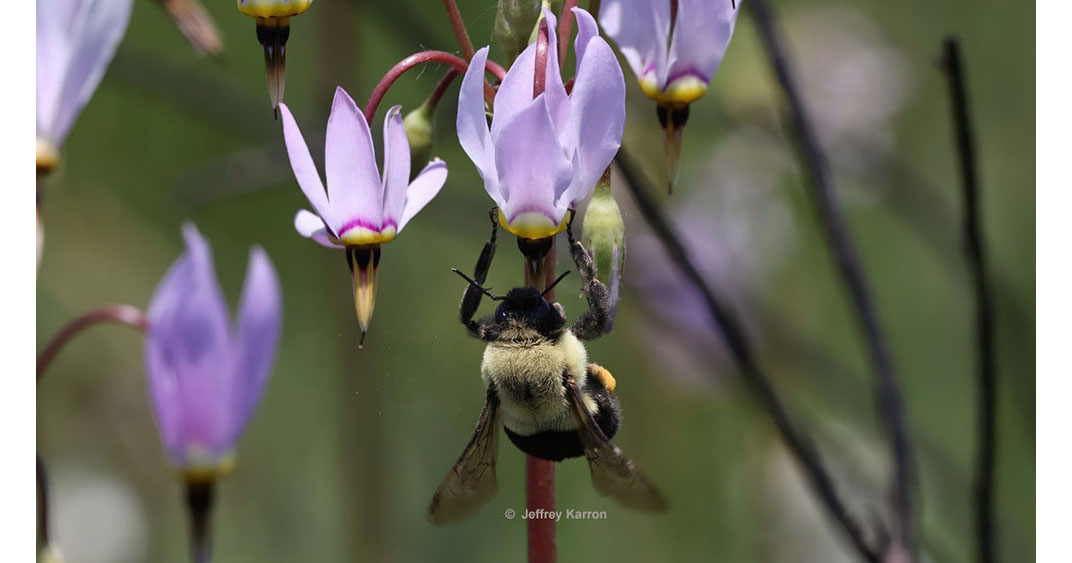 Bumblebee visiting Eastern Shooting Star flower